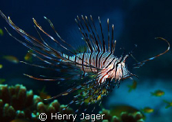 Lionfish (Oympus E330, Macro lens 50mm) by Henry Jager 